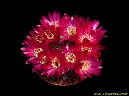 Sulcorebutia vasqueziana ssp. vasqueziana HS73a 2056